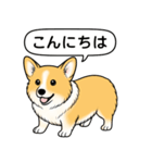 コーギーしっぽなし(レッド＆ホワイト)（個別スタンプ：1）