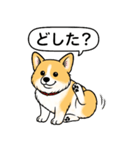 コーギーしっぽなし(レッド＆ホワイト)（個別スタンプ：10）