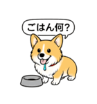 コーギーしっぽなし(レッド＆ホワイト)（個別スタンプ：12）
