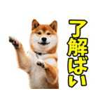 鹿児島弁☆柴犬（個別スタンプ：1）