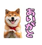 鹿児島弁☆柴犬（個別スタンプ：3）