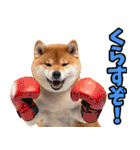 鹿児島弁☆柴犬（個別スタンプ：4）