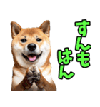 鹿児島弁☆柴犬（個別スタンプ：5）
