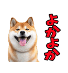鹿児島弁☆柴犬（個別スタンプ：6）