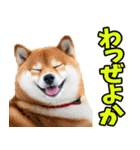 鹿児島弁☆柴犬（個別スタンプ：7）