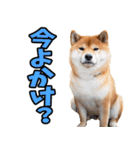 鹿児島弁☆柴犬（個別スタンプ：8）