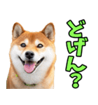 鹿児島弁☆柴犬（個別スタンプ：9）
