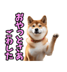 鹿児島弁☆柴犬（個別スタンプ：10）