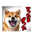 鹿児島弁☆柴犬（個別スタンプ：11）
