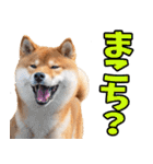 鹿児島弁☆柴犬（個別スタンプ：12）