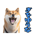 鹿児島弁☆柴犬（個別スタンプ：13）