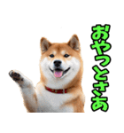 鹿児島弁☆柴犬（個別スタンプ：14）