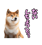 鹿児島弁☆柴犬（個別スタンプ：15）