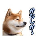 鹿児島弁☆柴犬（個別スタンプ：16）