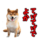 鹿児島弁☆柴犬（個別スタンプ：17）