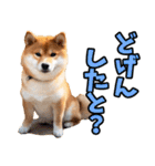 鹿児島弁☆柴犬（個別スタンプ：19）