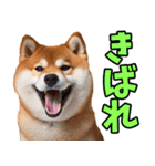 鹿児島弁☆柴犬（個別スタンプ：20）