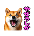 鹿児島弁☆柴犬（個別スタンプ：21）
