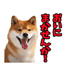 鹿児島弁☆柴犬（個別スタンプ：23）