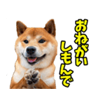 鹿児島弁☆柴犬（個別スタンプ：24）