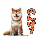 鹿児島弁☆柴犬（個別スタンプ：25）