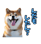 鹿児島弁☆柴犬（個別スタンプ：26）