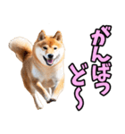 鹿児島弁☆柴犬（個別スタンプ：28）