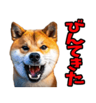 鹿児島弁☆柴犬（個別スタンプ：29）