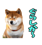鹿児島弁☆柴犬（個別スタンプ：30）
