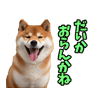 鹿児島弁☆柴犬（個別スタンプ：31）