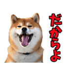 鹿児島弁☆柴犬（個別スタンプ：33）