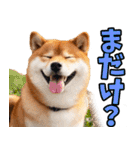 鹿児島弁☆柴犬（個別スタンプ：36）