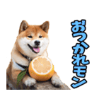 鹿児島弁☆柴犬（個別スタンプ：38）