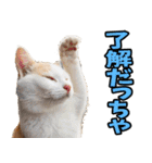 宮城仙台☆にゃんこ（個別スタンプ：3）