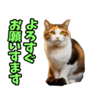 宮城仙台☆にゃんこ（個別スタンプ：4）