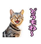 宮城仙台☆にゃんこ（個別スタンプ：10）