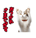 宮城仙台☆にゃんこ（個別スタンプ：11）