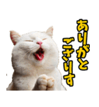 宮城仙台☆にゃんこ（個別スタンプ：12）