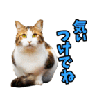 宮城仙台☆にゃんこ（個別スタンプ：13）