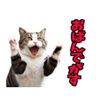 宮城仙台☆にゃんこ（個別スタンプ：16）