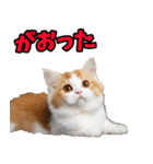 宮城仙台☆にゃんこ（個別スタンプ：29）