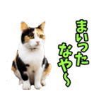 宮城仙台☆にゃんこ（個別スタンプ：33）
