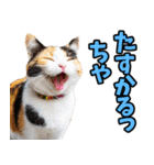 宮城仙台☆にゃんこ（個別スタンプ：37）