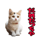宮城仙台☆にゃんこ（個別スタンプ：38）