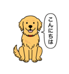 ゴールデンレトリバー (ゴールド)（個別スタンプ：1）
