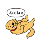 ゴールデンレトリバー (ゴールド)（個別スタンプ：3）