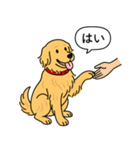 ゴールデンレトリバー (ゴールド)（個別スタンプ：6）