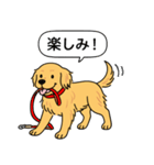 ゴールデンレトリバー (ゴールド)（個別スタンプ：7）