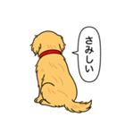 ゴールデンレトリバー (ゴールド)（個別スタンプ：11）