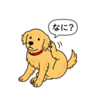 ゴールデンレトリバー (ゴールド)（個別スタンプ：15）